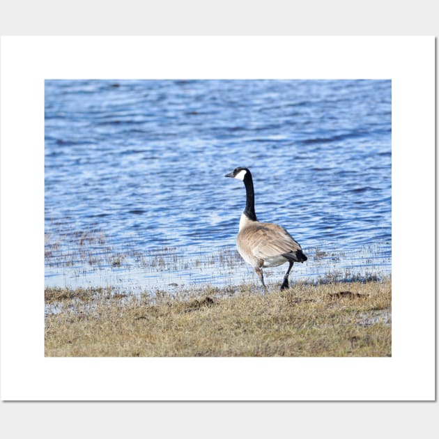 Canada Goose in Malheur NWR Wall Art by DeniseBruchmanPhotography